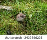 Small photo of Close-up of a Stoat in Partial Ermine