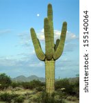 Saguaro Cactus Living On The...