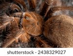 Small photo of Pink Foot Goliath Bird Eater tarantula Theraphosa apophysis