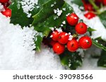 Macro Holly Free Stock Photo - Public Domain Pictures