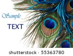 Beautiful exotic peacock feathers on white background with copy space.