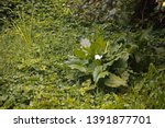 Cluster Of Arum Lilies In Dense ...