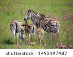 Zebra Family Group With Young...