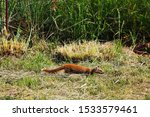 Yellow Tailed Mongoose In A...