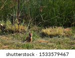 Yellow Tailed Mongoose In A...