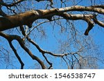 Strong Sturdy Bare Branches Of...