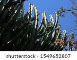 Dense Growing Tall Euphorbia...