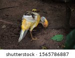 Vivid Colours Of Golden Pheasant