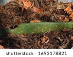 Prickly Pear Leaf Planted In...
