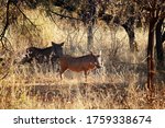Two Warthog In Open Woodland In ...
