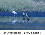 Two Egyptian Geese With African ...