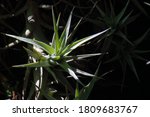 Spiky Epiphyte In The Sunlight