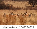 A Herd Of Eland Antelope In...