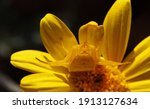 Close View Of Yellow Flower...