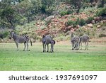 A Young Foal With A Group Of...