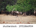 Adult Grey Female Ostrich In...