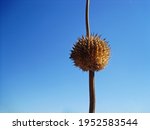  Dried Seed Head On The Stalk...