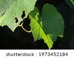Green Grape Vine Leaves In...