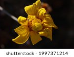 Yellow Flower Crab Spider On A...