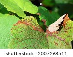 Changing Leaves On A Grape Vine