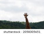 Head And Neck Of Tall Giraffe...