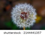 White Tufts On A Dandelion Seed ...