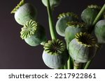 A BUNCH OF GREEN DEVELOPING POPPY SEED PODS AGAINST A GREY BACKGROUND
