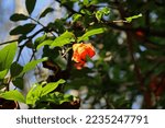 Orange Pomegranate Flower In...