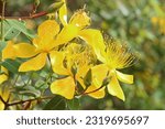 Small photo of YELLOW SAINT JOHN'S WORT FLOWERS ON A SHRUB IN A GARDEN IN SUMMER
