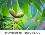 Green Pecan Nuts On Tree With...