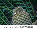 Tip Of Female Cycad Cone