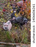Small photo of Skulk of Red Fox (Vulpes vulpes) Gather at Shore Autumn - captive animals