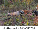 Small photo of Skulk of Red Fox (Vulpes vulpes) Runs Left Autumn - captive animals