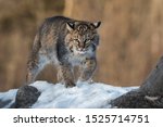 Bobcat  Lynx Rufus  Kicks Up...