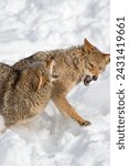 Small photo of Coyotes (Canis latrans) Snap and Flinch Winter - captive animals