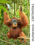 Small photo of Male Sumatran orangutan (Pongo abelii) sitting on a bamboo in Gunung Leuser National Park, Sumatra, Indonesia. Sumatran orangutan is endemic to the north of Sumatra and is critically endangered.