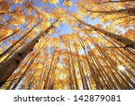 Aspen Trees With Fall Color ...