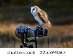 Barn Owl  Tyto Alba  Sitting On ...