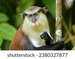 Small photo of Mona monkey (Cercopithecus mona) eating in a tree, Grand Etang National Park, Grenada.