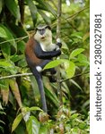 Small photo of Mona monkey (Cercopithecus mona) sitting on a tree, Grand Etang National Park, Grenada.