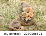 Two Red Foxes Together In A...