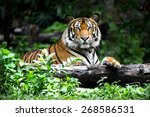 Bengal tiger in forest show...
