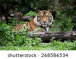 India Bengal Tiger Head Looking ...