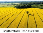 green trees in the middle of a large flowering yellow repe field, view from above