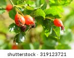 Rose bush with berries. (pometum)  Rosehip.
Autumn harvest time to prepare a healthy domestic tea