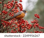 American robin, Turdus migratorius, single bird on branch with berries, British Columbia, Canada, December 2022