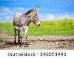 Grey Donkey In Field
