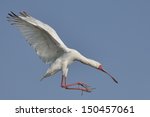 African Spoonbill Landing With...