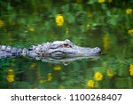 American Alligator Swimming In...