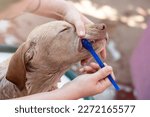 Small photo of Brushing young teeth of puppy with blue brush and paste close up view